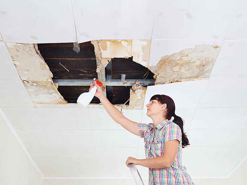 Mold Removal Near Me